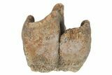 Fossil Woolly Rhino (Coelodonta) Tooth - Siberia #231028-1